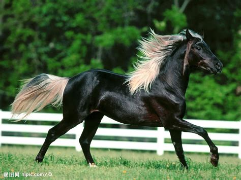 黑色的馬